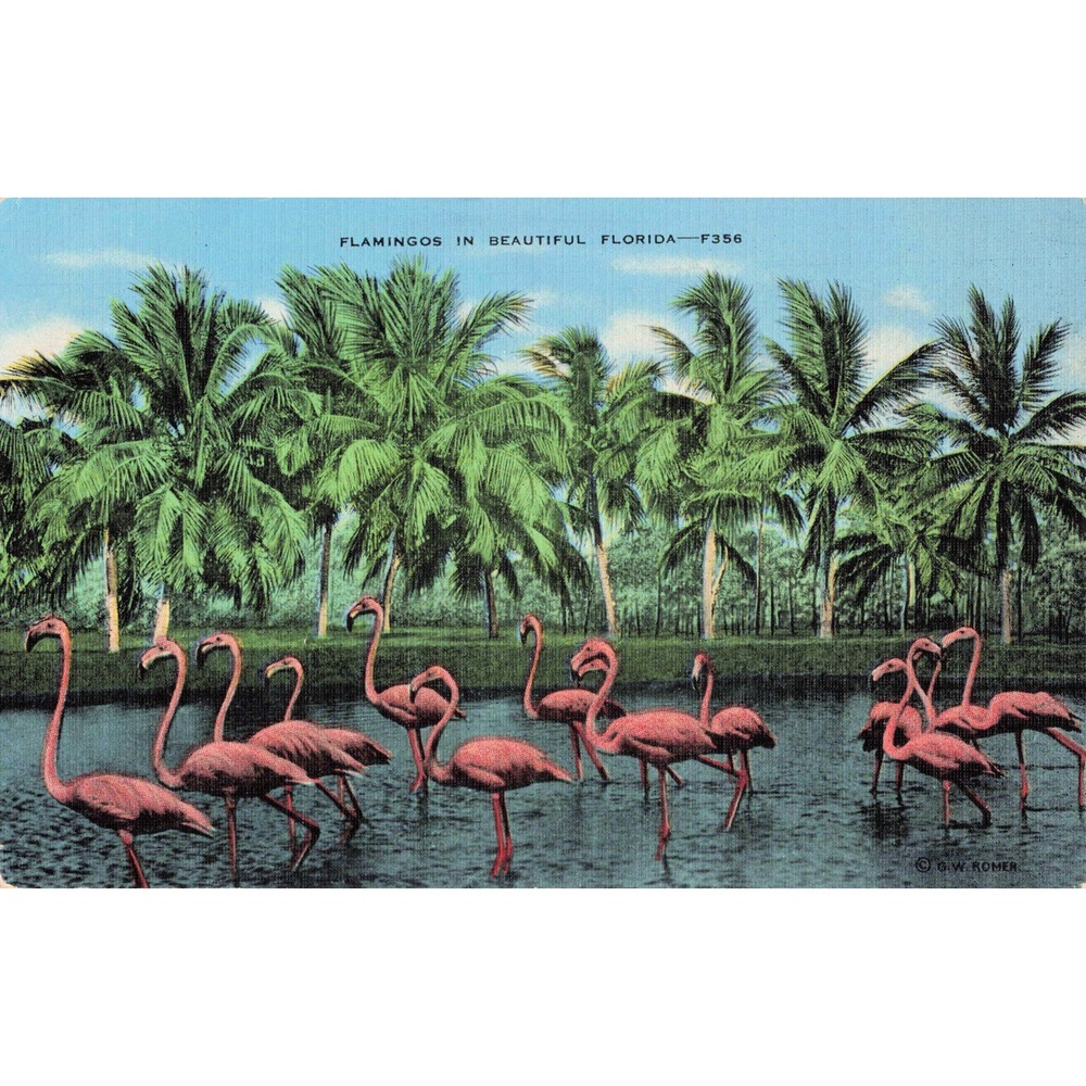 Vtg Flamingos in Beautiful Florida Linen Postcard F356 G.W. Romer Palm Trees